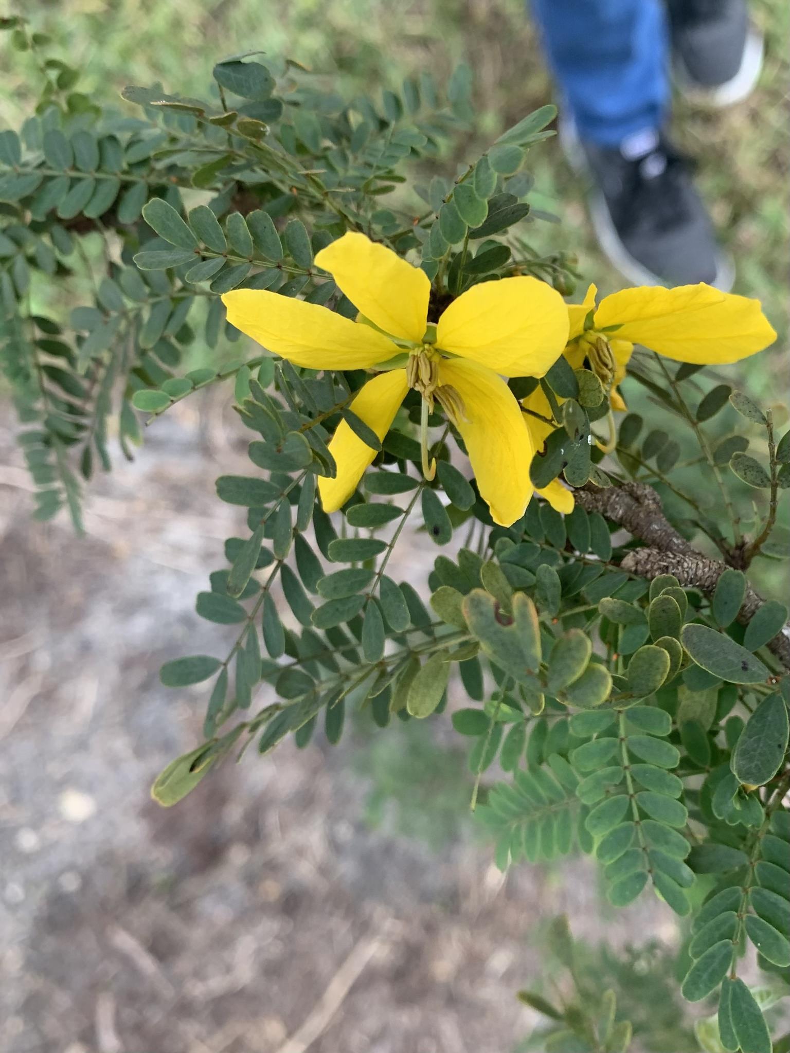 Senna polyphilla